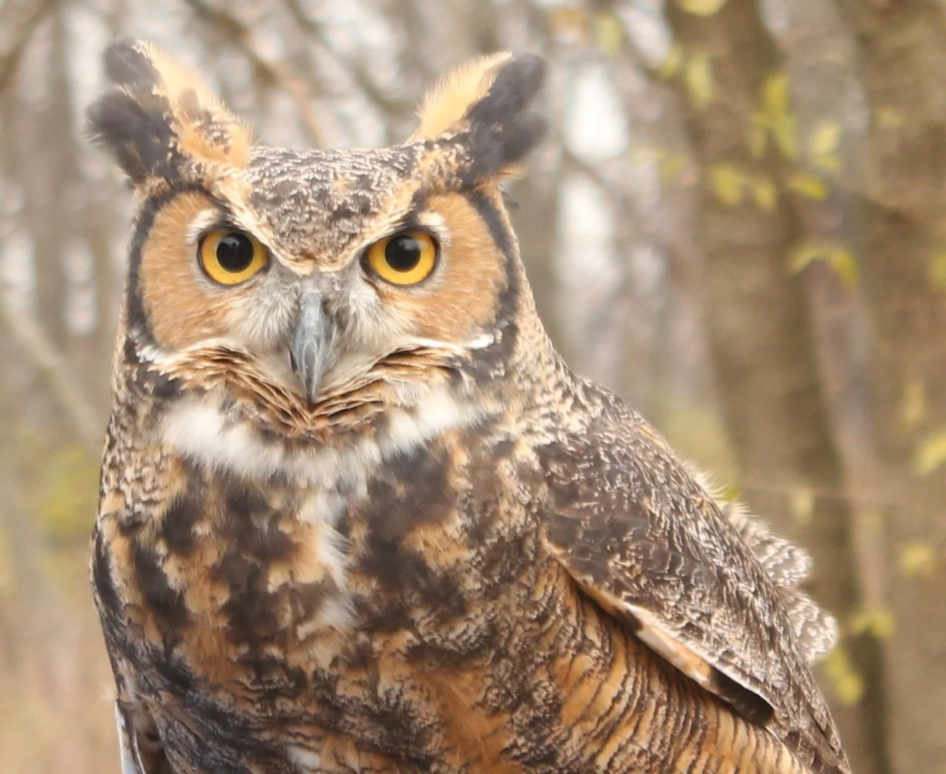 Great Horned Owl — Ann Arbor Hands-On Museum and Leslie Science